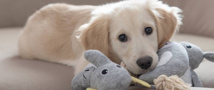 Ruheplätze Hundeboxen Transporttaschen