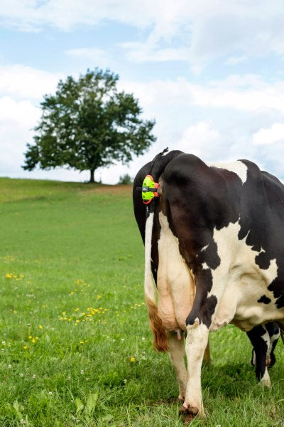 Moocall Abkalbemelder Die Stunde (vor) der Geburt!