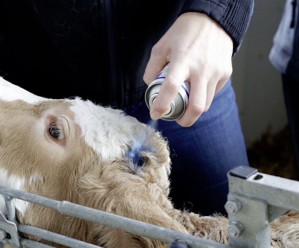 Blue Spray Blaufärbendes Haut- und Klauenpflegespray für Tiere