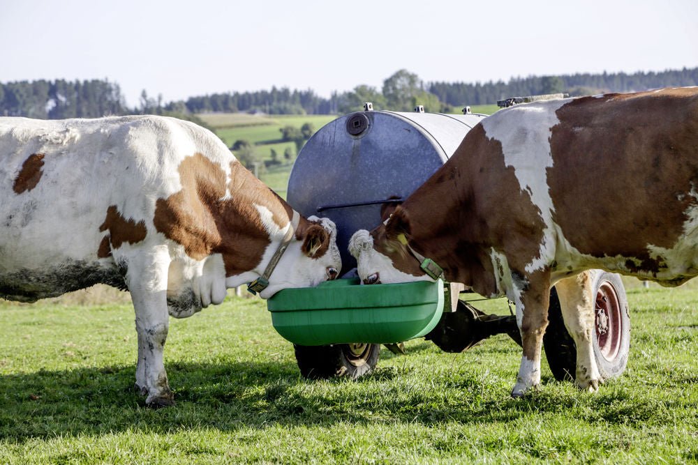 Doppel - Schwimmertränkebecken S60 für Weidefassanbau - agrocheval