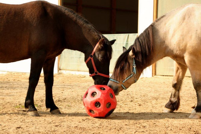 Futterspielball - agrocheval