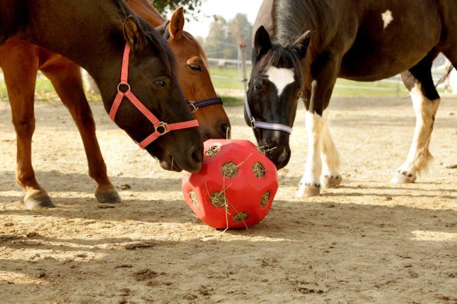 Futterspielball - agrocheval