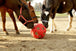 Futterspielball - agrocheval