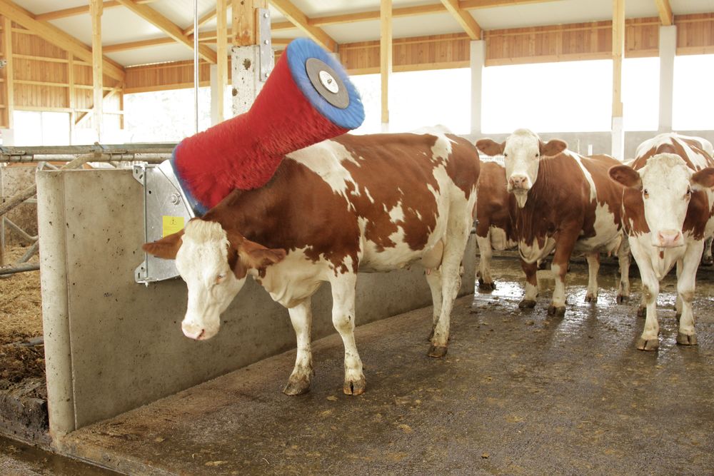 Kuhputzmaschine HAPPYCOW mit PP- oder PA-Borsten