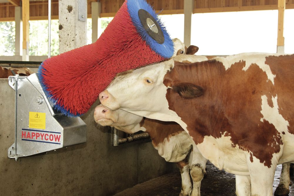 Kuhputzmaschine HAPPYCOW mit PP- oder PA-Borsten