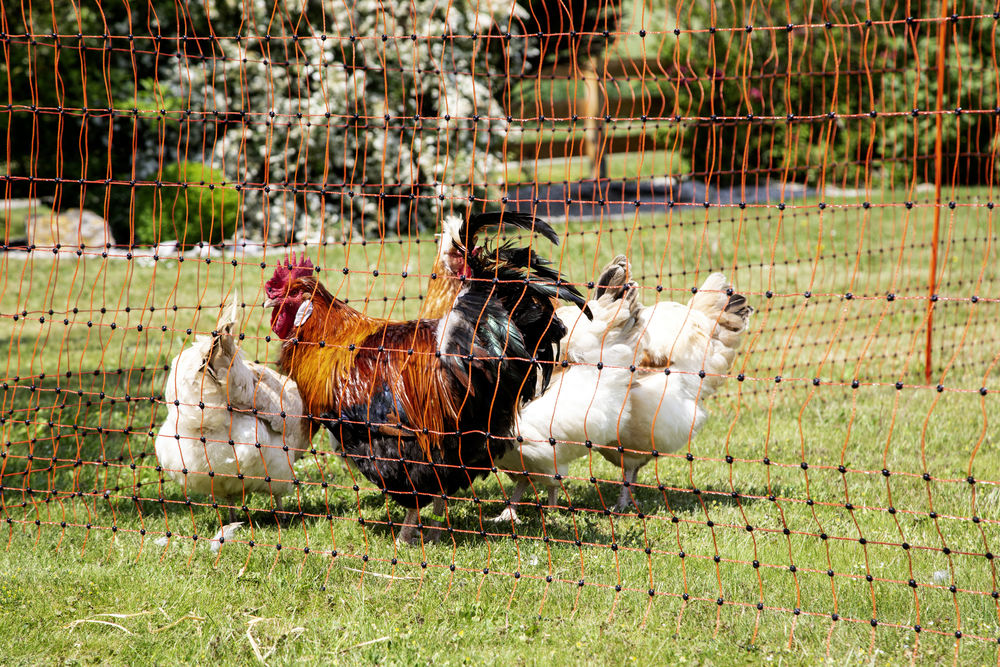 PoultryNet orange, elektrifizierbar