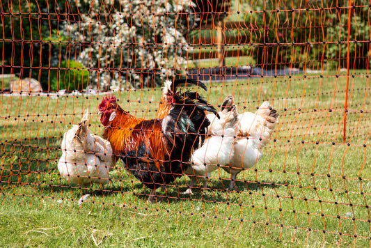 PoultryNet orange, elektrifizierbar