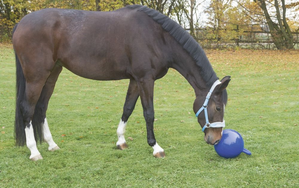 Spielball für Pferde